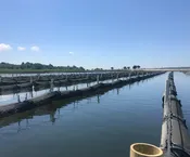 Butter & Brine Oysters from Portsmouth, RI