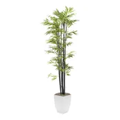 7' Black Bamboo Tree IN White Square Metal Planter Plant