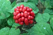 American Ginseng Seeds - For Planting