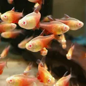 Albino Von Rio Tetra <br> CURRENTLY UNAVAILABLE