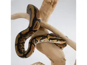 Assorted Ball Pythons – 18640