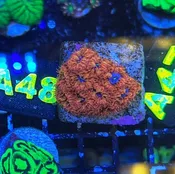 Blue Raven Blastomussa(Wholesale Eligible)