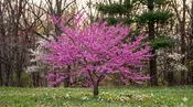 Minnesota Strain Eastern Redbud