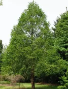 Dawn Redwood