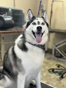 De-Shedding Treatment — Country Critters Uptown