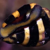 Bumble Bee Snail
