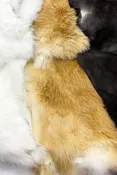 MISC. Rabbit Pelt — Rest in Pieces