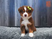 Mini American Shepherd